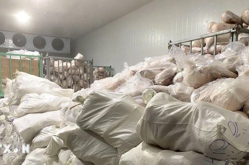 Gia Lai tiêu hủy hơn 100 tấn thịt lợn bốc mùi, không rõ nguồn gốc xuất xứ