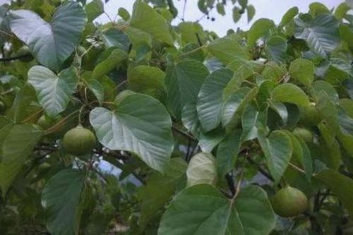 Cây dại có tên lạ xưa không ai ngó nay giá đắt đỏ, hái bán đếm tiền không kịp