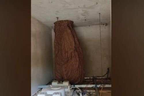 Nghe tiếng động trên trần nhà, người đàn ông sốc nặng khi thấy cảnh đáng sợ