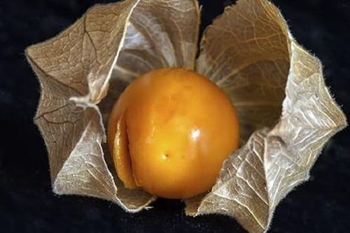 Loại quả dại ở Việt Nam ít ai 'ngó', qua nơi này 'cơn sốt' 700.000 đồng/kg