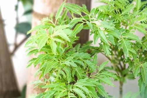 Cây đinh lăng - Loài cây 'nhỏ mà có võ'