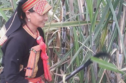 Thành quả từ mô hình trồng mía trên đất nương kém hiệu quả