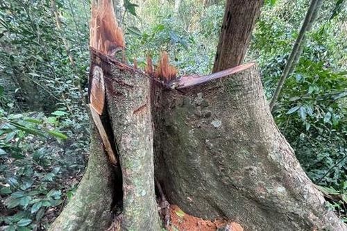 Gỗ nghiến Vườn Quốc gia Ba Bể vẫn bị đốn hạ ngay sau 3 vụ phá rừng được phát hiện