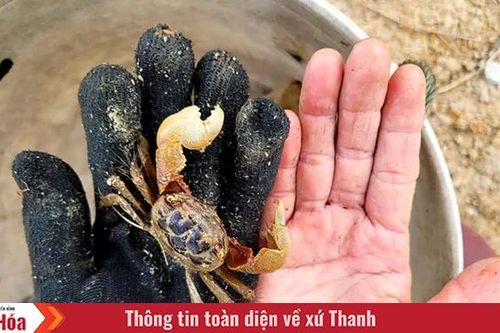 Làm giàu từ con cáy