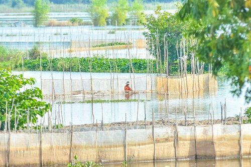 Sản vật mùa nước nổi