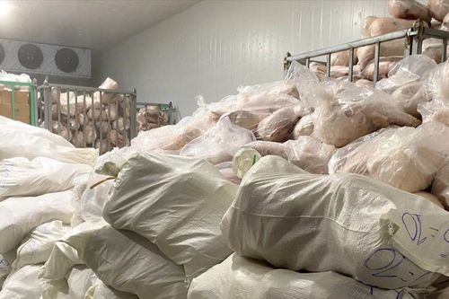 Gia Lai: Tiêu hủy hơn 100 tấn heo không rõ nguồn gốc, xuất xứ