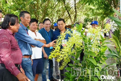 Hơn 180 tác phẩm tham gia hội thi hoa lan tại Công viên Du lịch Yang Bay
