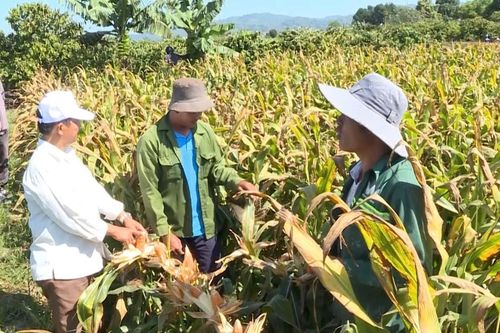 Bí quyết để các bên duy trì liên kết nông nghiệp bền vững