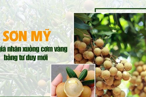 Sơn Mỹ giữ giá nhãn xuồng cơm vàng bằng tư duy mới