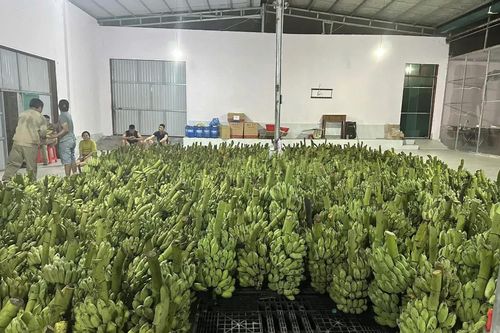 Nâng cao giá trị cho cây chuối khu vực biên giới phía Nam Quảng Trị