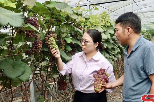 Ứng dụng IPHM - phát triển nông nghiệp bền vững