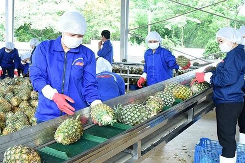 Ngành dứa Việt vươn tới xuất khẩu tỷ USD