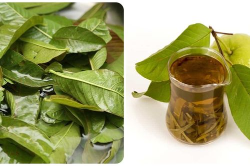 4 nhóm người không nên uống nước lá ổi