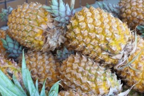 Trái dứa Việt Nam hướng tới mục tiêu tỷ USD