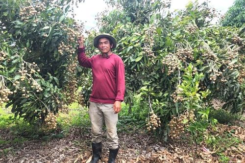 'Ông chủ nhãn triệu phú' ở vùng đất đỏ khô cằn