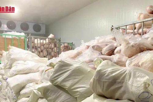 Tiêu hủy hơn 100 tấn lợn sữa bốc mùi