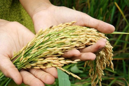 Việt Nam thúc đẩy đổi mới nông nghiệp để bảo đảm an ninh lương thực APEC