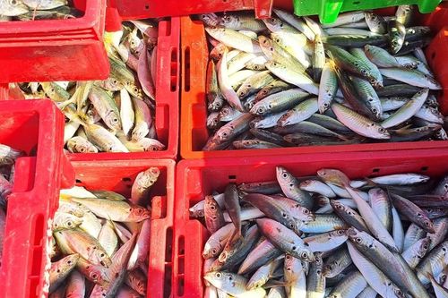 Ngư dân Quảng Trị trúng vụ đánh bắt cá cơm, cá nục gai
