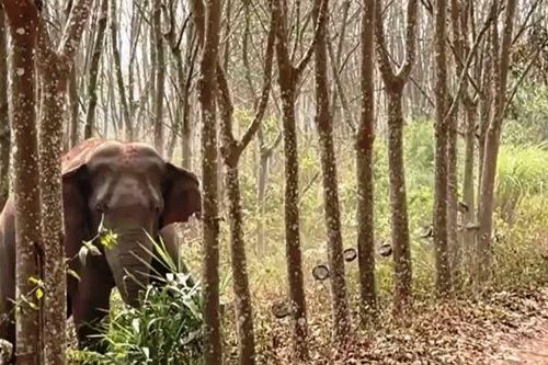 Voi rừng xuất hiện ở gần khu dân cư tại Nghệ An