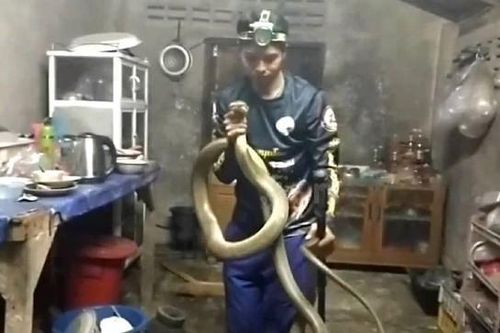 Bắt sống rắn hổ mang chúa dài 4 mét ẩn nấp trong bếp nhà dân