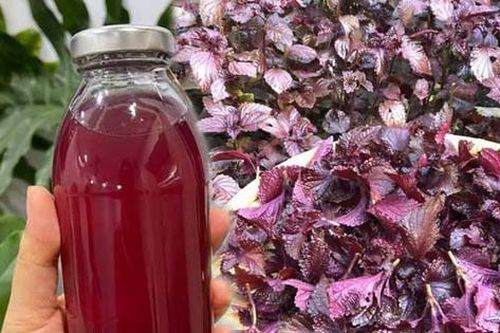 Nước lá tía tô tốt cho sức khỏe và sắc đẹp nhưng không nên lạm dụng?