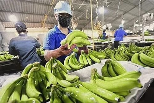 Chuối Việt Nam bất ngờ chiếm lĩnh thị trường Nhật Bản