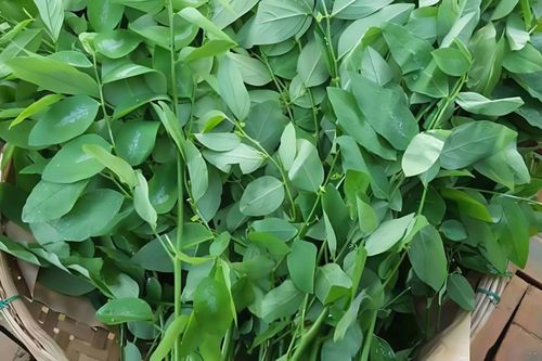 Loại rau tốt gấp 3 lần thịt bò, cắm cành xuống đất là mọc tua tủa ăn quanh năm