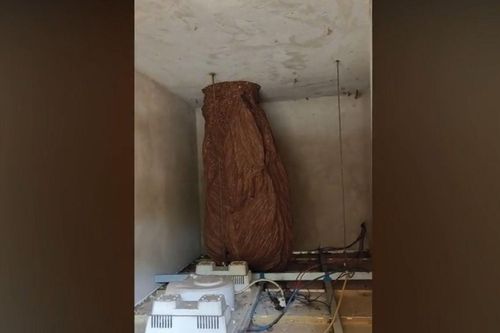 Nghe tiếng động lạ trên trần, người đàn ông bủn rủn khi thấy cảnh tượng trước mắt