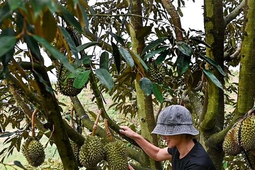 Rộn ràng mùa sầu riêng, măng cụt ở La Dạ