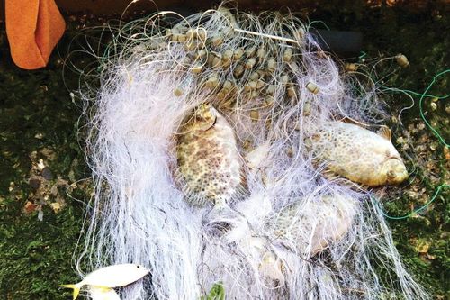 Lưới cá nơi cửa Sông Cái