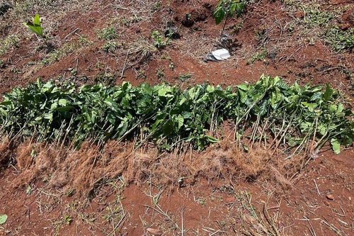 Lâm Đồng một hộ dân bị nhổ trộm gần 1.000 cây cà phê