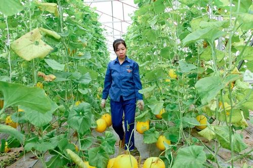Đột phá trong sản xuất nông nghiệp ứng dụng khoa học kỹ thuật ở Nguyệt Đức