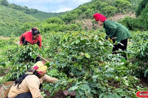 Mở rộng vùng chuyên canh cà phê THA1