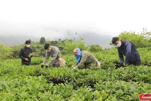 Cây chè ở xã biên giới Chiềng Sơn