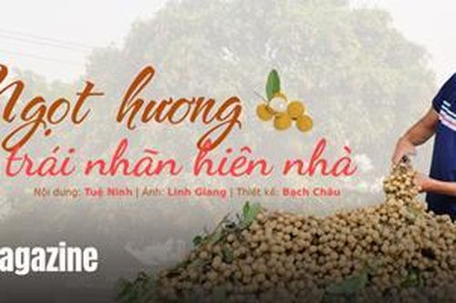Ngọt hương trái nhãn hiên nhà