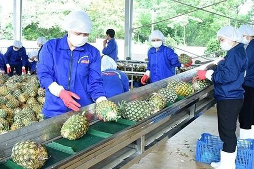 Ngành dứa Việt Nam hướng tới mục tiêu tỷ đô: Thách thức và cơ hội