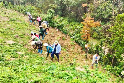 Tập trung phát triển rừng kinh tế