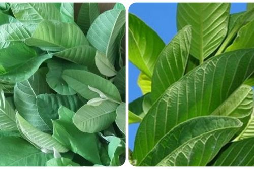 Nhai lá ổi hàng ngày có tác dụng gì?