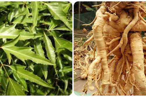 Những người không nên uống nước lá đinh lăng