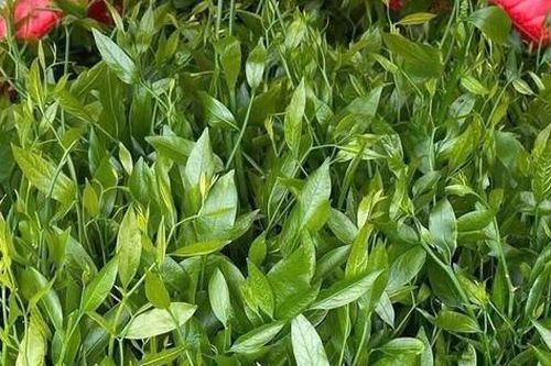 Rau ngót rừng – 'mì chính' của núi rừng, hiếm hàng, giá bán 150.000 đồng/kg vẫn không đủ trả đơn
