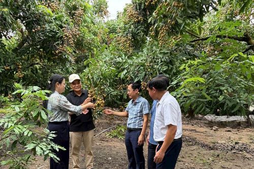 Người trồng nhãn thấp thỏm mối lo được mùa, mất giá