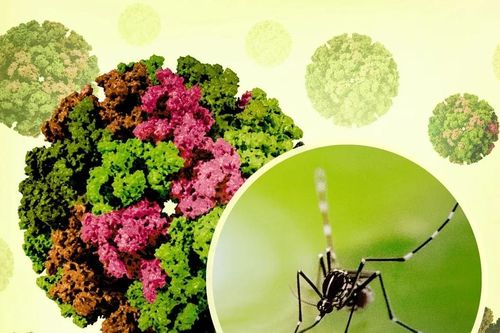 Dịch virus Chikungunya lan rộng tại nhiều quốc gia: Hơn 240.000 ca mắc, 90 người tử vong