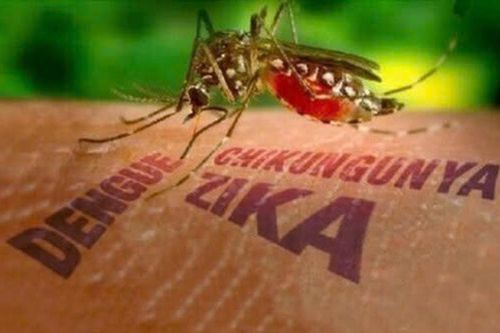 Sở Y tế TPHCM: Chikungunya đã từng lưu hành ở Việt Nam
