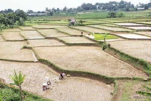 APEC chung tay củng cố an ninh lương thực