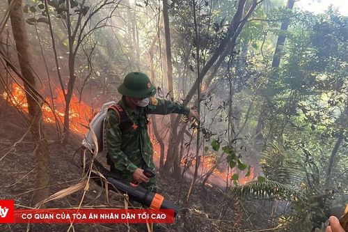Đồn Biên phòng Roòn phối hợp cứu rừng Đèo Ngang