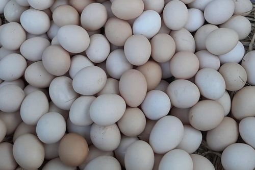 Giá trứng tăng gấp đôi chỉ trong 1 tháng, nông dân lãi tiền triệu mỗi ngày