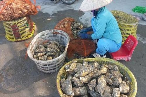 Hàu vàng Trung Quốc gắn mác hàu sữa Quảng Ninh tuồn sâu vào nội địa