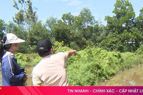 Xác lợn vứt bừa bãi, nguy cơ dịch tả lợn châu Phi lan rộng