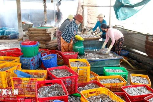 Ngư dân ven biển Lâm Đồng trúng đậm cá cơm, mang lại giá trị kinh tế lớn