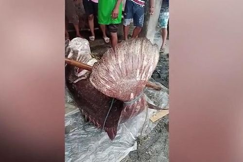 Ngư dân bắt được con cá mú khổng lồ nặng 167 kg trên biển